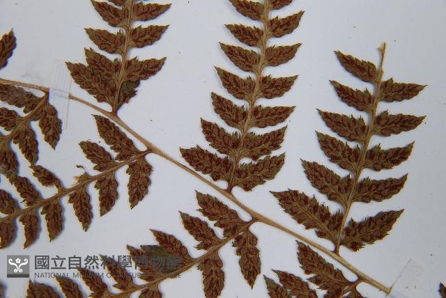 日本蹄蓋蕨藏品圖，第6張