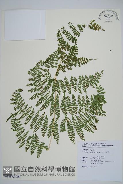 魚鱗蕨藏品圖，第8張