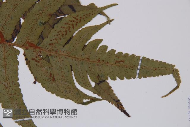 華東安蕨藏品圖，第6張