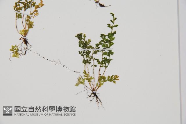 台灣桫欏藏品圖，第5張