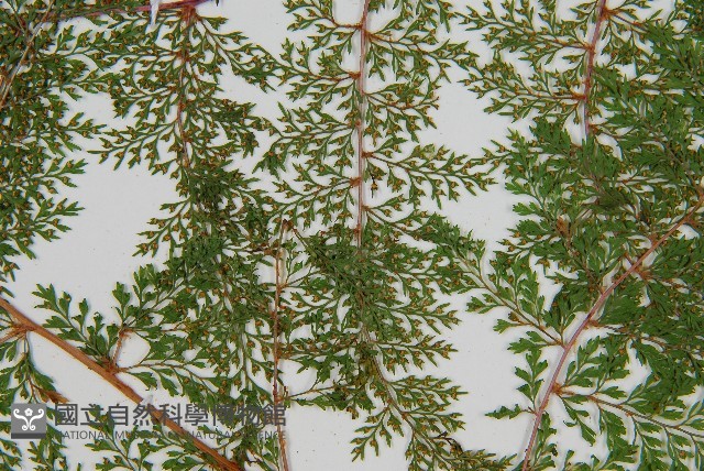 台灣小膜蓋蕨藏品圖，第5張