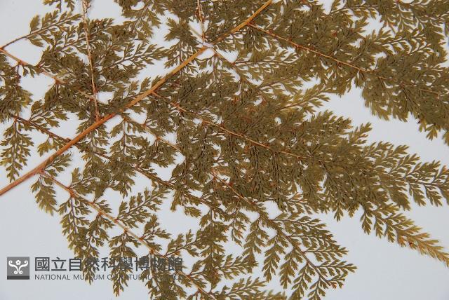 台灣小膜蓋蕨藏品圖，第5張