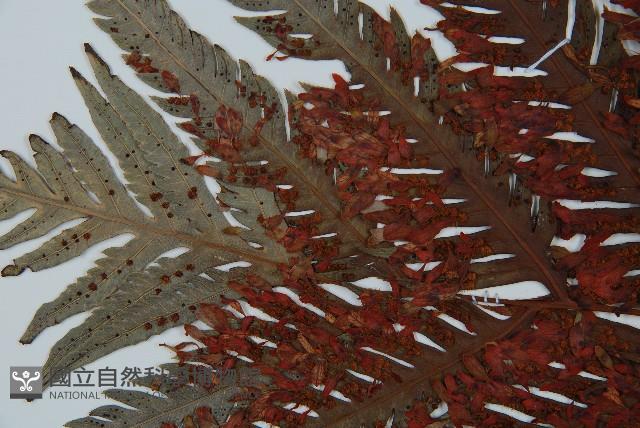 臺灣狗脊蕨藏品圖，第5張