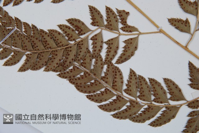 斜方複葉耳蕨藏品圖，第5張