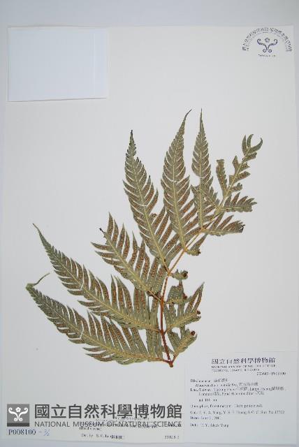 東方狗脊蕨藏品圖，第6張