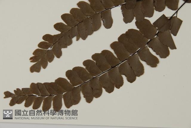 扇葉鐵線蕨藏品圖，第5張