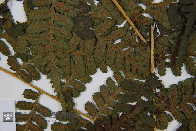 川上氏雙蓋蕨藏品圖，第6張