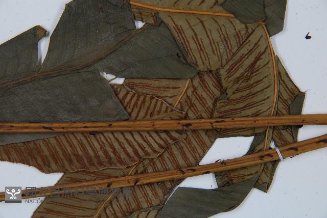 隱脈細柄雙蓋蕨藏品圖，第6張