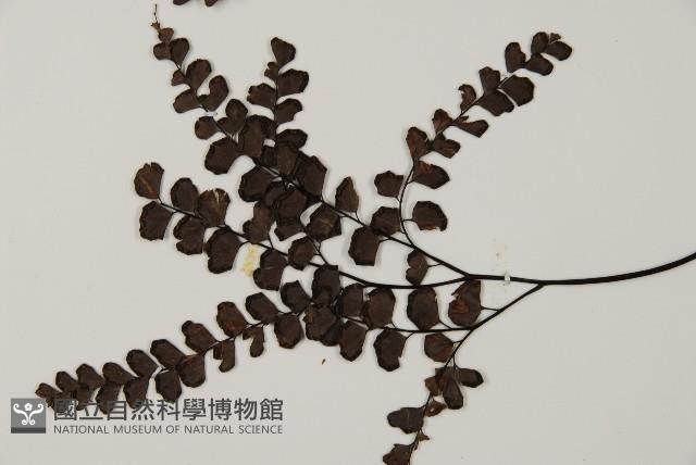 扇葉鐵線蕨藏品圖，第5張