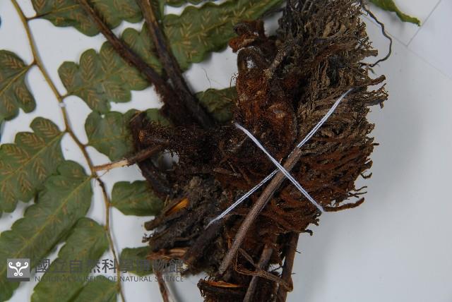 廣葉鋸齒雙蓋蕨藏品圖，第5張