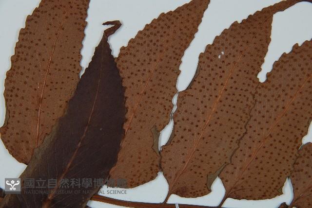 全緣貫眾蕨藏品圖，第5張