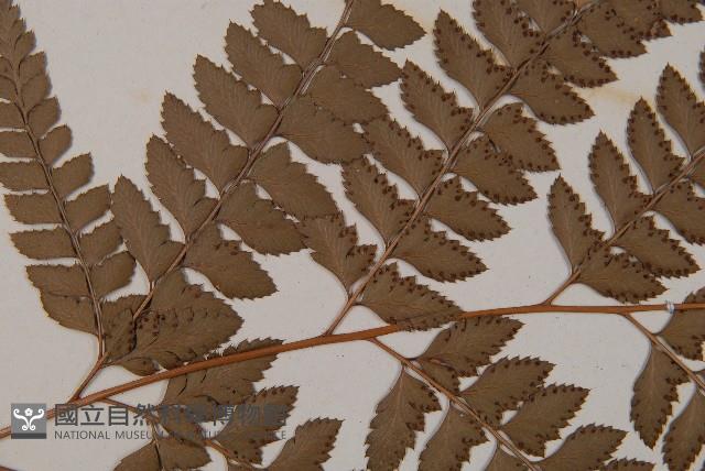 斜方複葉耳蕨藏品圖，第5張