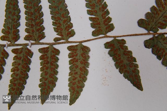 東洋蹄蓋蕨藏品圖，第6張