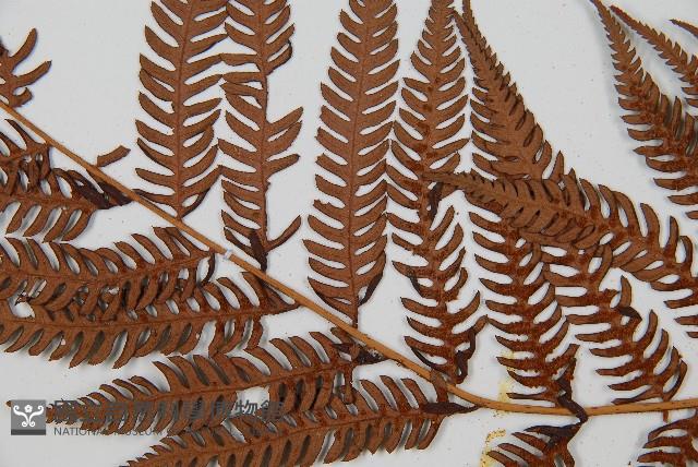 台灣桫欏藏品圖，第8張