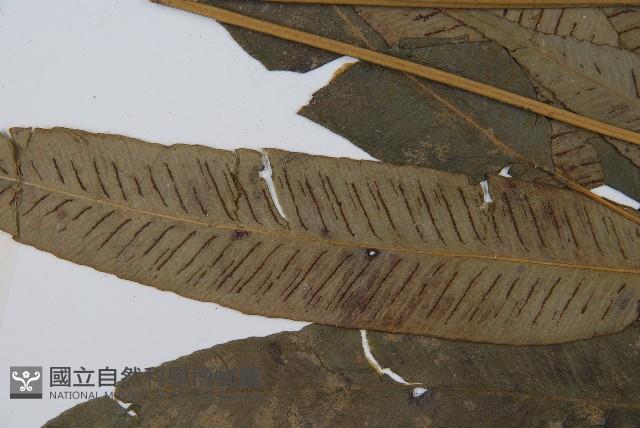 隱脈細柄雙蓋蕨藏品圖，第6張