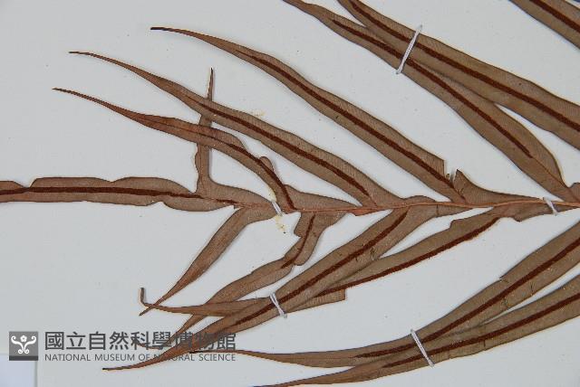 烏毛蕨藏品圖，第8張