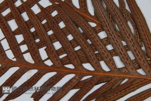 臺灣狗脊蕨藏品圖，第5張