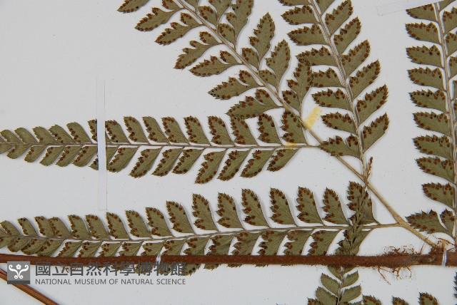 斜方複葉耳蕨藏品圖，第5張