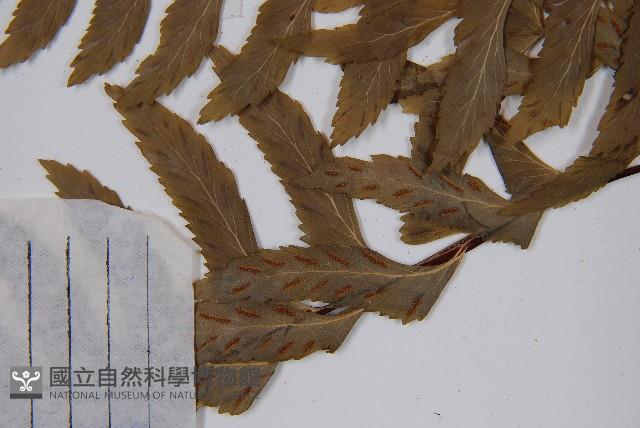 單邊鐵角蕨藏品圖，第6張