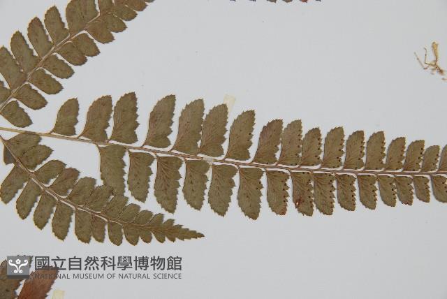 斜方複葉耳蕨藏品圖，第5張