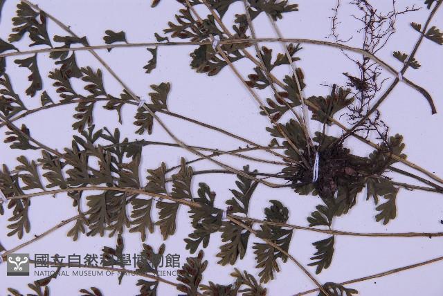 登錄號:P010030藏品圖，第6張