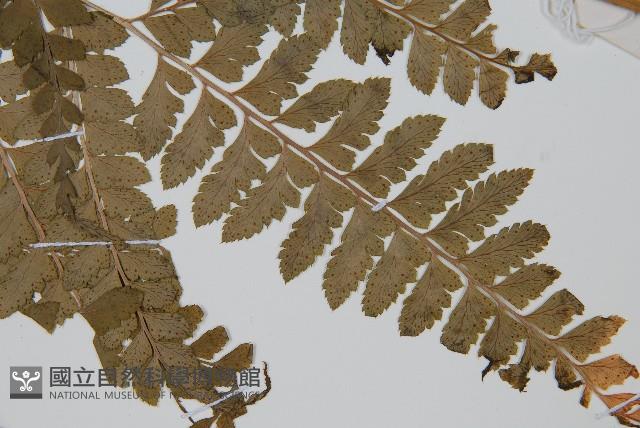 斜方複葉耳蕨藏品圖，第5張