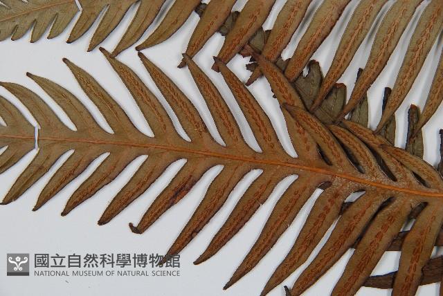 臺灣狗脊蕨藏品圖，第5張