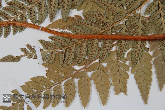 斜方複葉耳蕨藏品圖，第5張