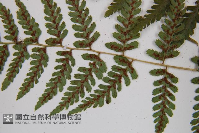 蓬萊蹄蓋蕨藏品圖，第6張