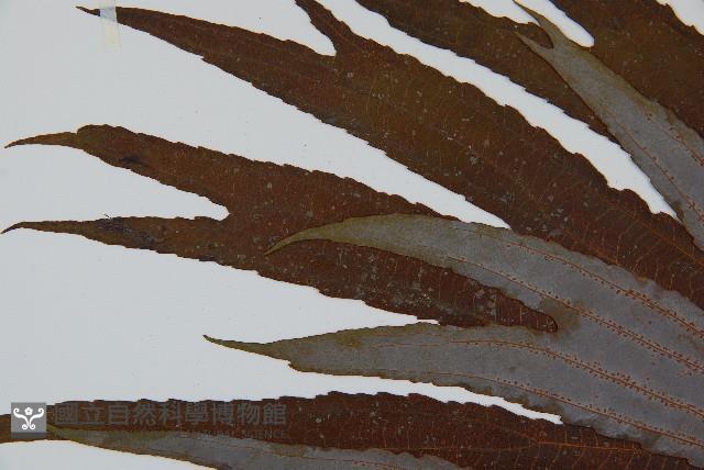 雙扇蕨藏品圖，第5張