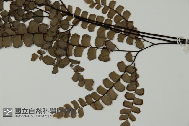 扇葉鐵線蕨藏品圖，第5張