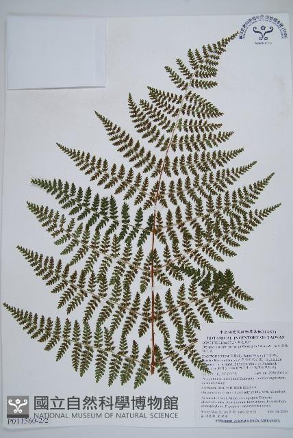 闊葉鱗毛蕨藏品圖，第6張