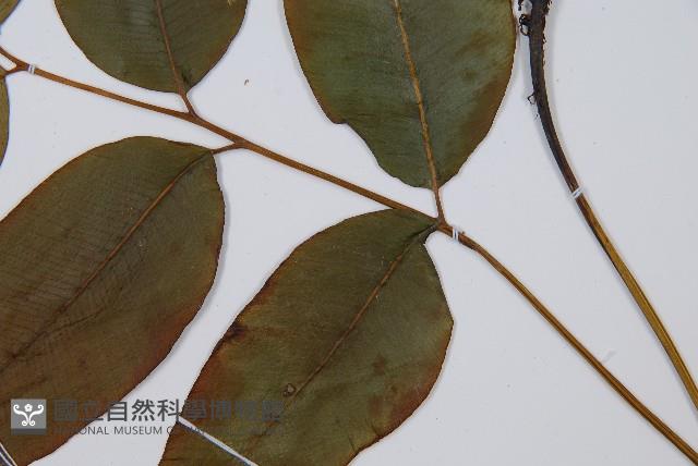 細柄雙蓋蕨藏品圖，第6張