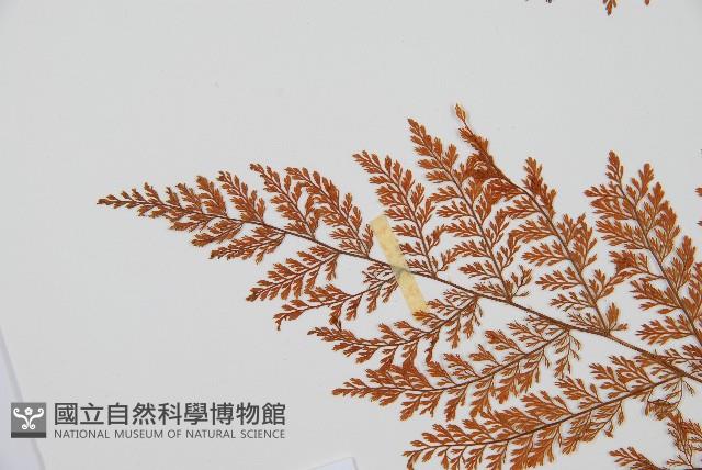 Accession Number:P001460 Collection Image, Figure 5, Total 5 Figures