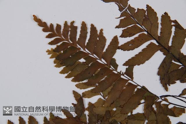 單邊鐵角蕨藏品圖，第6張