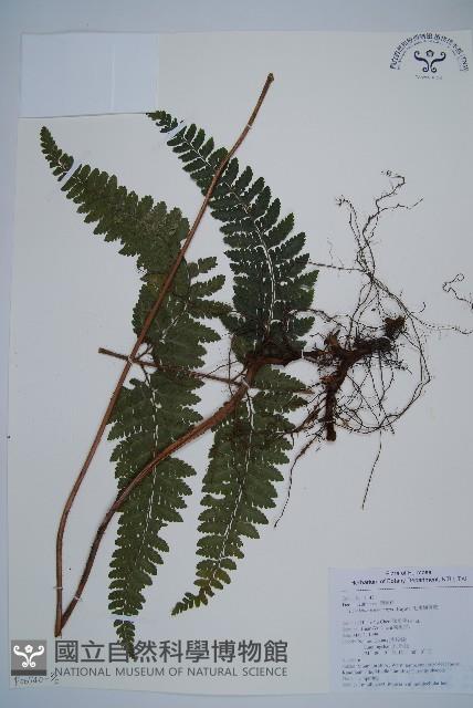 毛果鱗蓋蕨藏品圖，第6張