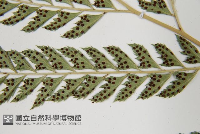 斜方複葉耳蕨藏品圖，第5張