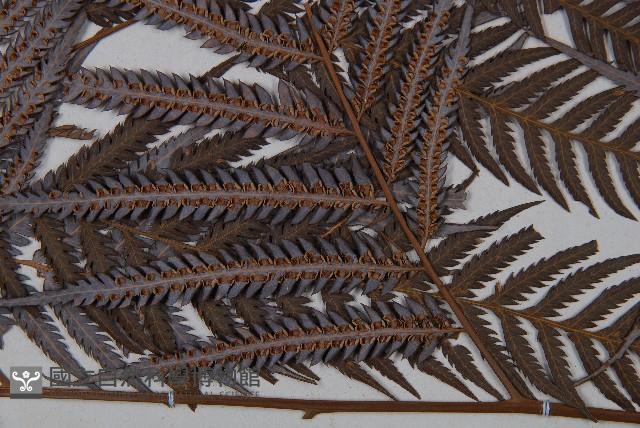 臺灣金狗毛蕨藏品圖，第5張