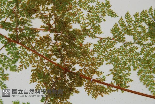 台灣小膜蓋蕨藏品圖，第9張