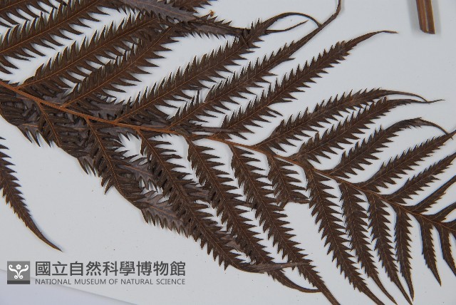 臺灣金狗毛蕨藏品圖，第5張