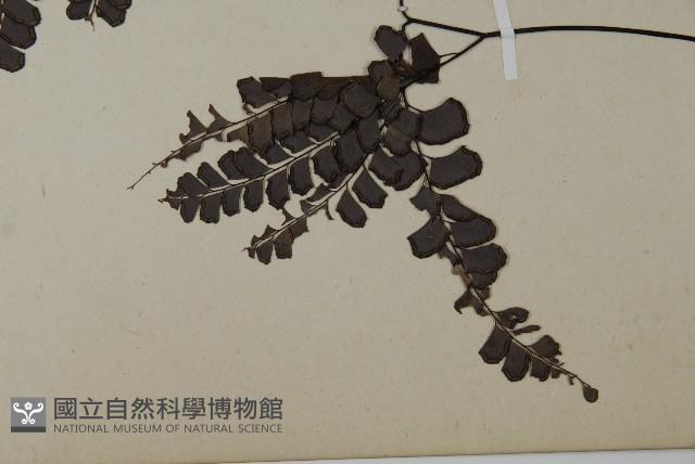 扇葉鐵線蕨藏品圖，第5張