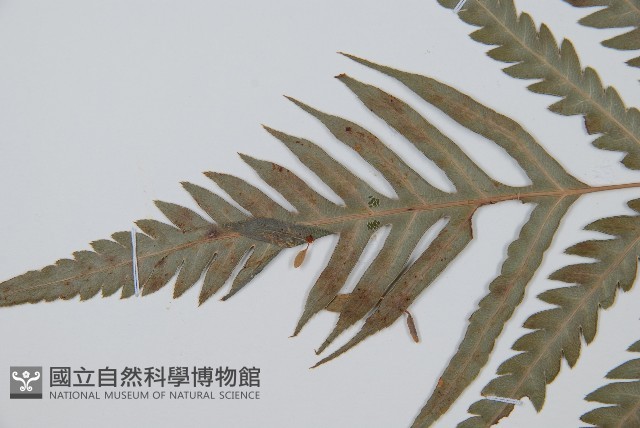 臺灣狗脊蕨藏品圖，第5張