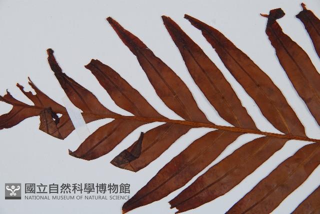 烏毛蕨藏品圖，第5張