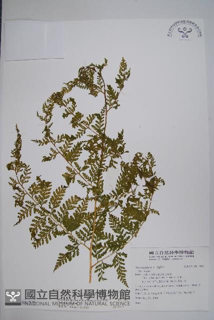 熱帶鱗蓋蕨藏品圖，第6張