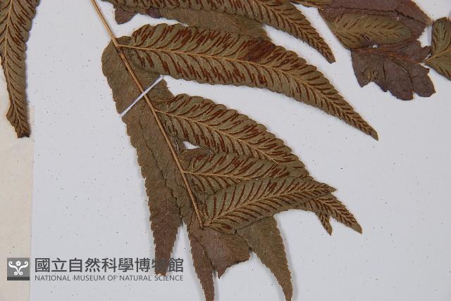 Accession Number:P005180 Collection Image, Figure 6, Total 6 Figures