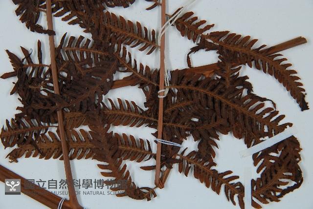 金狗毛蕨藏品圖，第5張