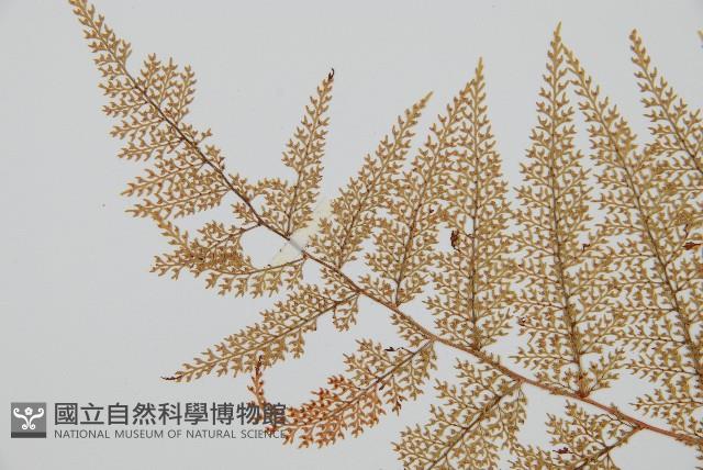 台灣小膜蓋蕨藏品圖，第5張