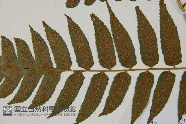 廣葉鋸齒雙蓋蕨藏品圖，第8張