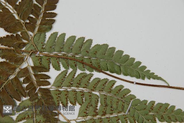 斜方複葉耳蕨藏品圖，第5張