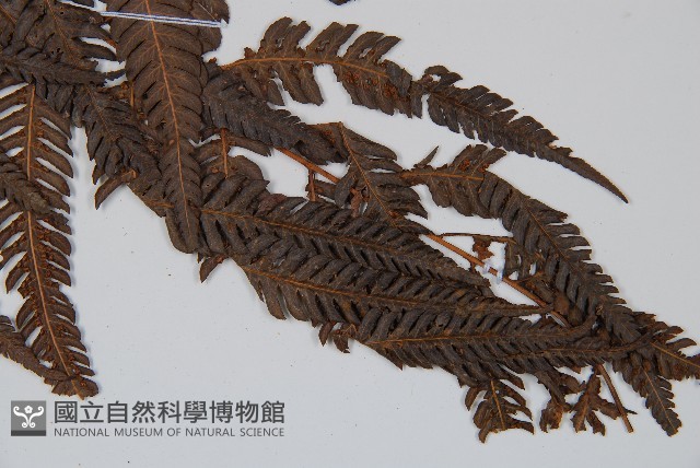 金狗毛蕨藏品圖，第5張